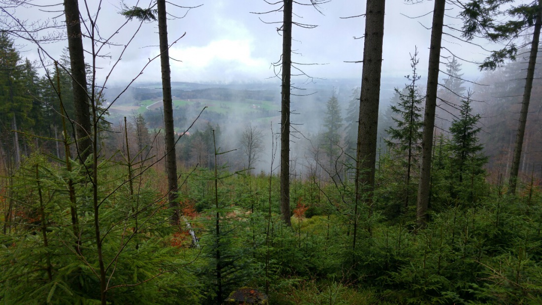 Foto: Martin Zehrer - Nebel im Steinwald. Aufgenommen bei einer Wanderung im Regen am 17. April 2016 