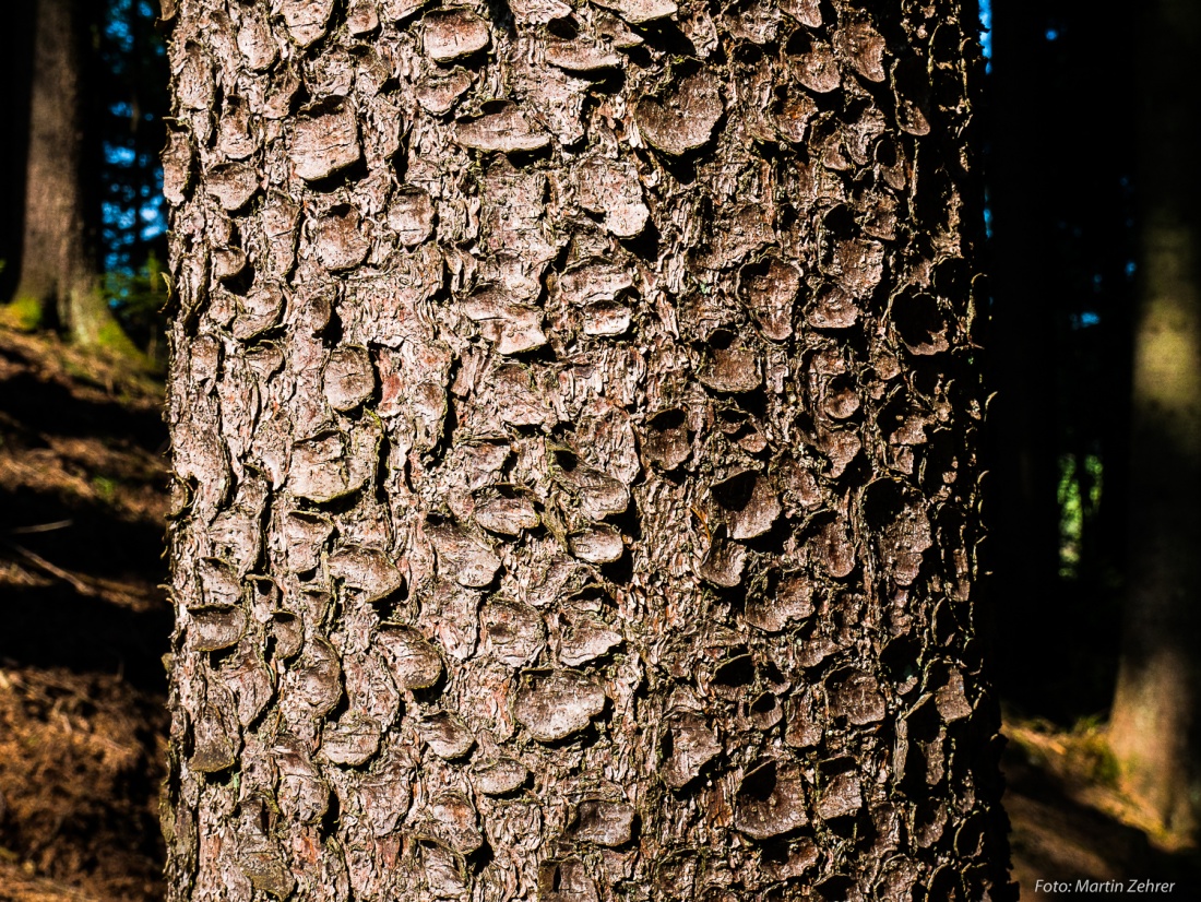 Foto: Martin Zehrer - Mein Freund, der Baum... Steht mitten im Helmes-Wald bei Godas... ;-) 