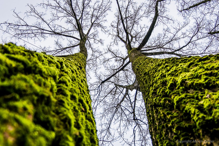 Foto: Martin Zehrer - In den Himmel hinauf. Zwei Bäume in Kemnath wachsen Seite bei Seite geradewegs in den Himmel. Ganz in der Nähe befindet sich die altertümliche Befestigungsmauer.  