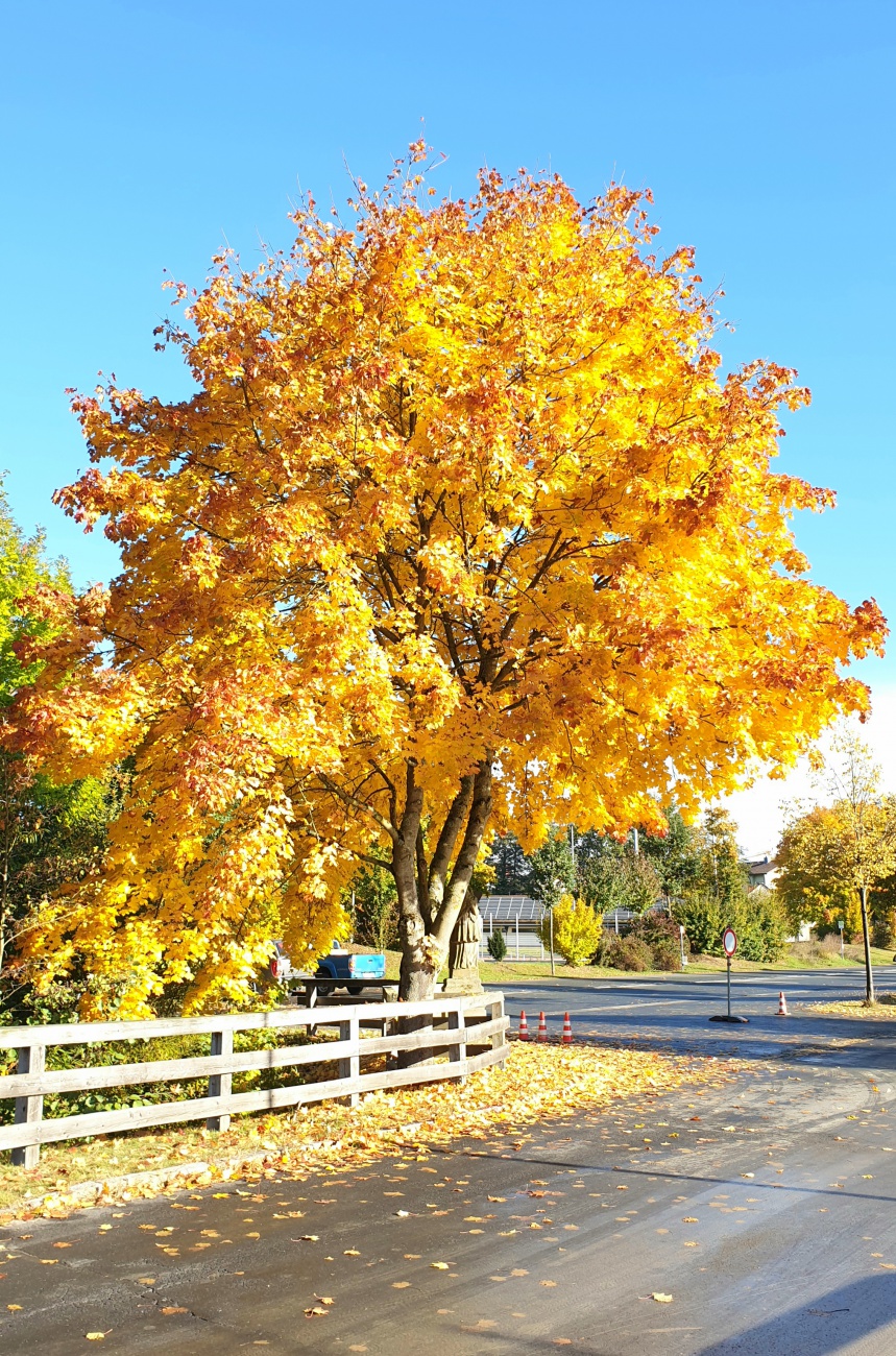 Foto: Martin Zehrer - Und immernoch ein wunderschönes Herbst-Blätterwerk!!!<br />
<br />
20. Oktober 2021 