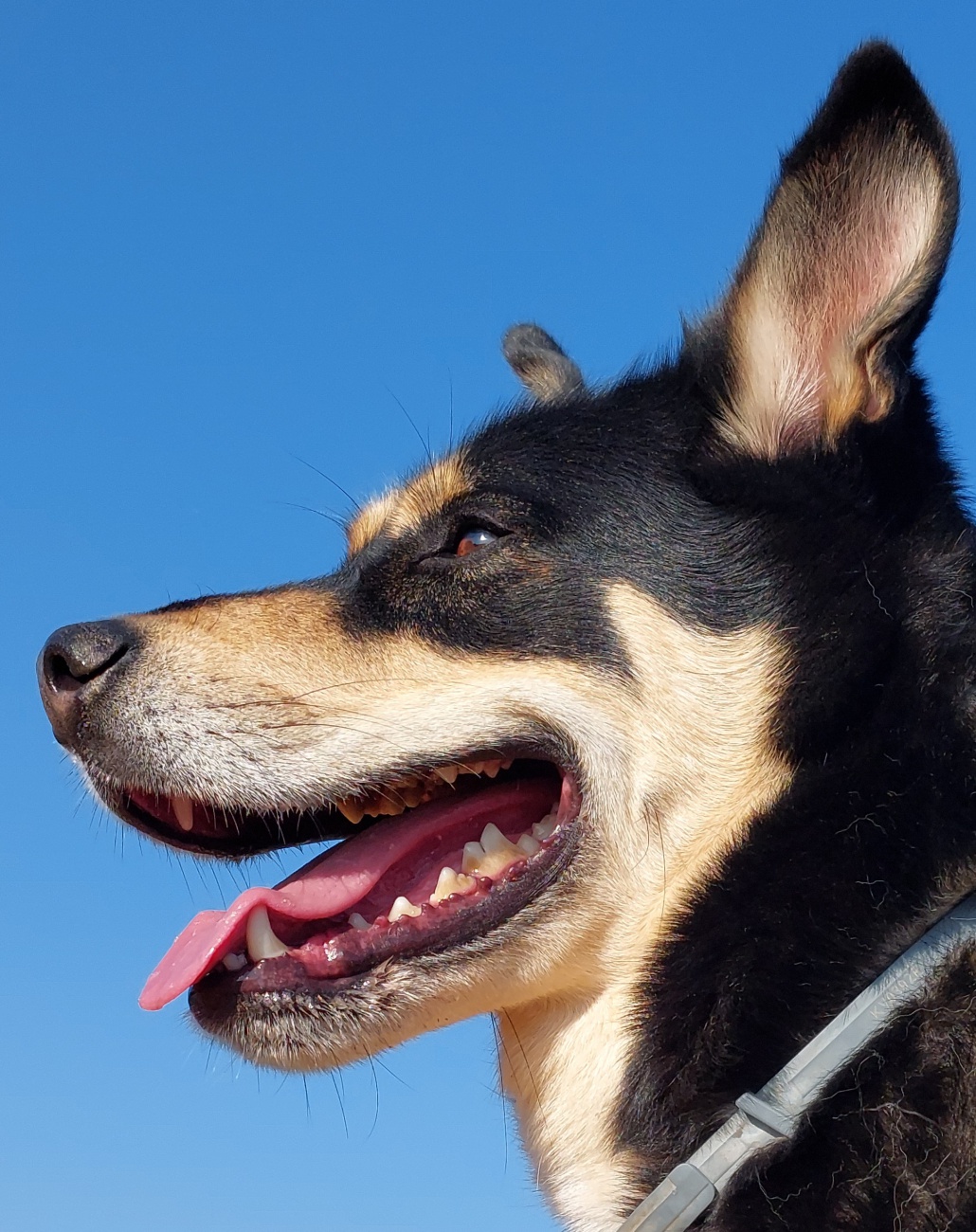 Vittooo - Eine Seele wie ein Diamant!!!

Dieser nette, aufgeweckte und sehr intelligente Hund wohnt im Tierheim Tirschenreuth und wartet auf sein Frauchen bzw. Herrchen, oder auf beide!

