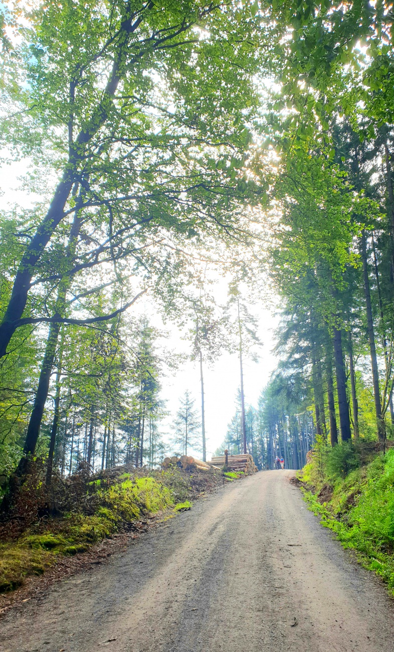 Foto: Martin Zehrer - Wanderung zur Burgruine Weißenstein... 