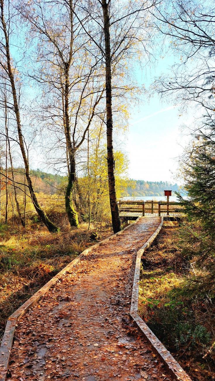 Foto: Martin Zehrer - Ein Steg führt zu einer Aussichts-Plattform am Rußweiher.  