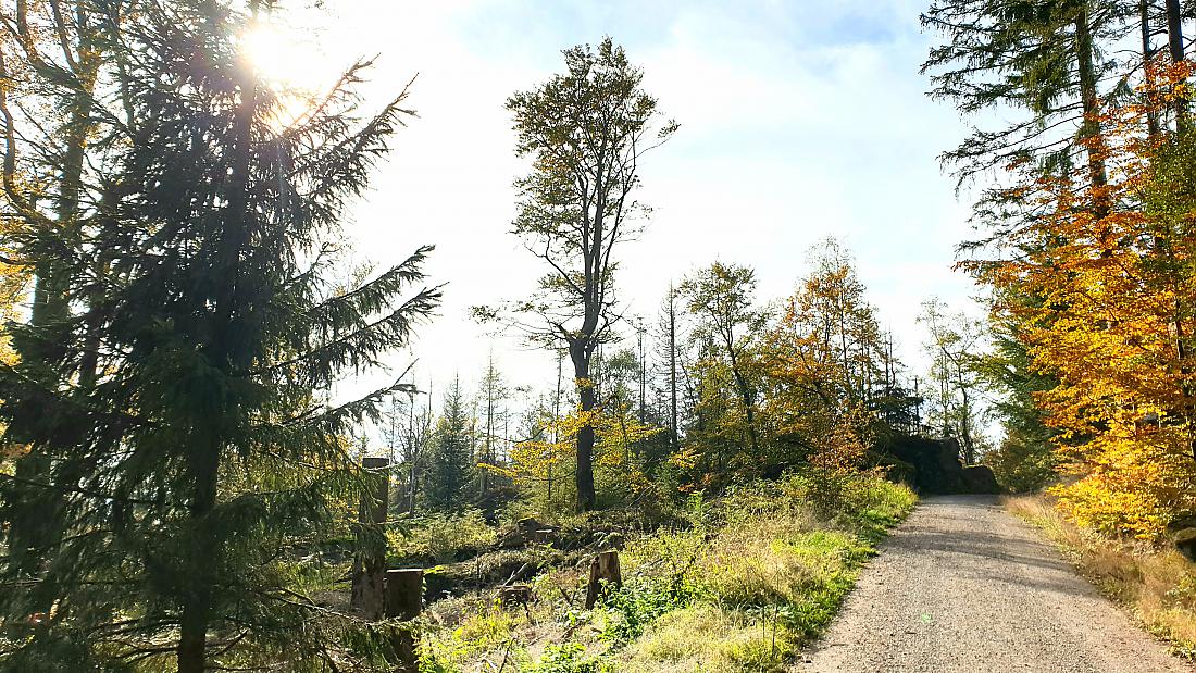 Foto: Martin Zehrer - Baum-Monument Mitten im Stein-Wald... 