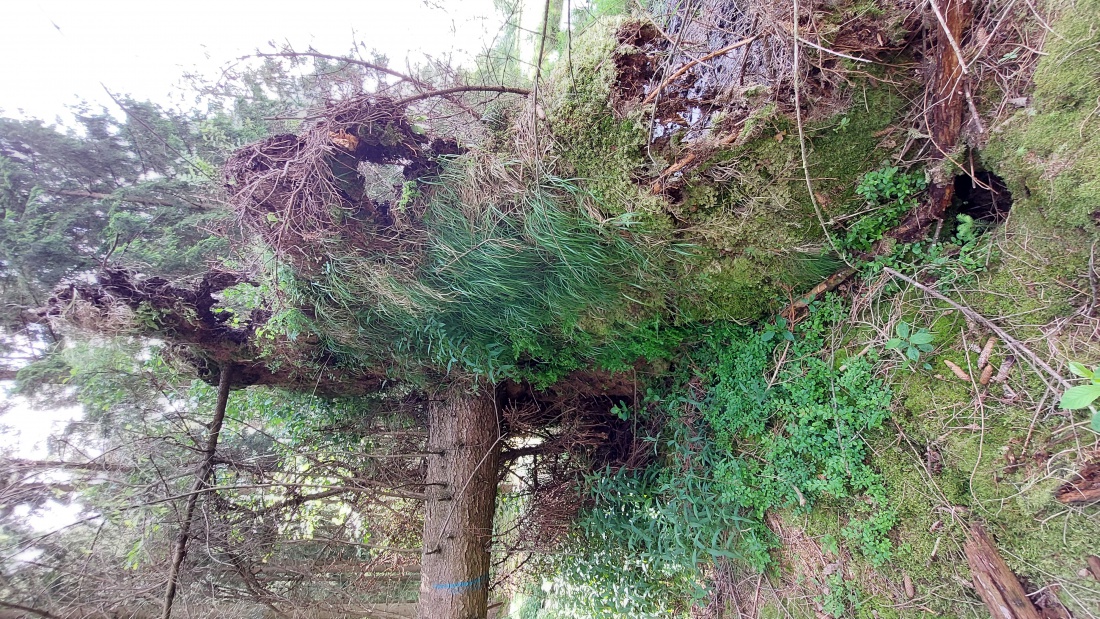 Foto: Martin Zehrer - Ein entwurzelter Baum bei Tirschenreuth... 