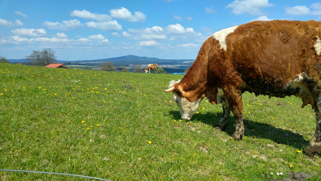 Foto: Martin Zehrer - Eine Vatertags-Kuh am Armesberg :-) 