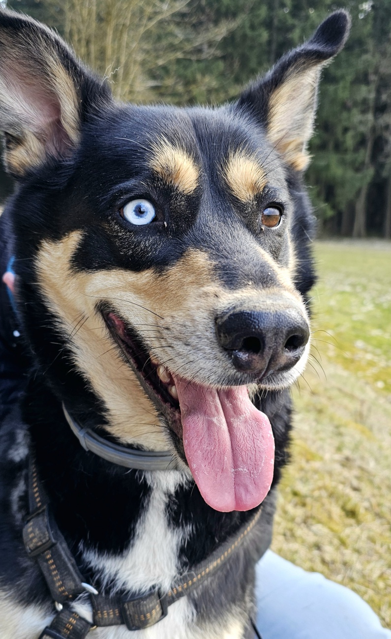 Vito sucht sein Für immer Zuhause.

Achtung, hier kommt gute Laune auf vier Pfoten, Vito.

Ein ca. 3 jähriger Australien Kelpie mit Köpfchen, Charme und einer ordentlichen Portion Lebensfreude.

Vito ist nicht nur hübsch, hallo diese Augen, sondern auch richtig schlau:

Sitz, klar. Platz, easy. Pfote, natürlich. Zeig den Baum, aber sicher. 
Und wenn es um kleine Hindernisse geht, springt er da locker drüber, als hätte er heimlich an den Olympischen Spielen teilgenommen.

Dieser aufgeweckte Kerl liebt es zu lernen und ist mit Feuereifer dabei. Gleichzeitig ist er ein echter Schmuseprofi. 
Wenn es ums Kraulen geht, wird aus dem energiegeladenen Sportler ganz schnell ein kuscheliger Geniesser.

Aber aufgepasst, Vito bringt auch ein bisschen Übermut mit, im besten Sinne. 
Er ist verspielt, neugierig und möchte die Welt entdecken. Deshalb sucht er Menschen, die Lust haben, mit ihm aktiv zu sein, ihn geistig zu f o r d e r n und ihm gleichzeitig ganz viel Liebe zu schenken.

Wichtig, Erfahrung in der Hundeerziehung wäre von Vorteil, damit Vito sein Potenzial voll entfalten kann und ihr gemeinsam zu einem echten Dream Team werdet.

Außerdem, Vito hat Power und kann manchmal etwas stürmisch sein, daher sollten seine neuen Menschen körperlich etwas stabil sein. Ein Zuhause mit kleinen Kindern ist aktuell eher nicht geeignet.

Was Vito sich wünscht.
Ein liebevolles Zuhause, Herrchen, Frauchen oder gleich beides.
Menschen mit Zeit, Geduld und Spass an Bewegung.
Gerne schon etwas Erfahrung in der Hundeerziehung.
Ein standfestes Umfeld ohne kleine Kinder.
Kuscheleinheiten und davon bitte nicht zu knapp.

Aktuell wartet Vito im Tierheim Tirschenreuth darauf, entdeckt zu werden, vielleicht von genau dir.

Wenn du einen cleveren, treuen und lebensfrohen Begleiter suchst, der dich zum Lachen bringt und dein Herz im Sturm erobert, dann könnte Vito dein perfektes Match sein.

Melde Dich im Tierheim Tirschenreuth und lern ihn kennen, er wartet schon.