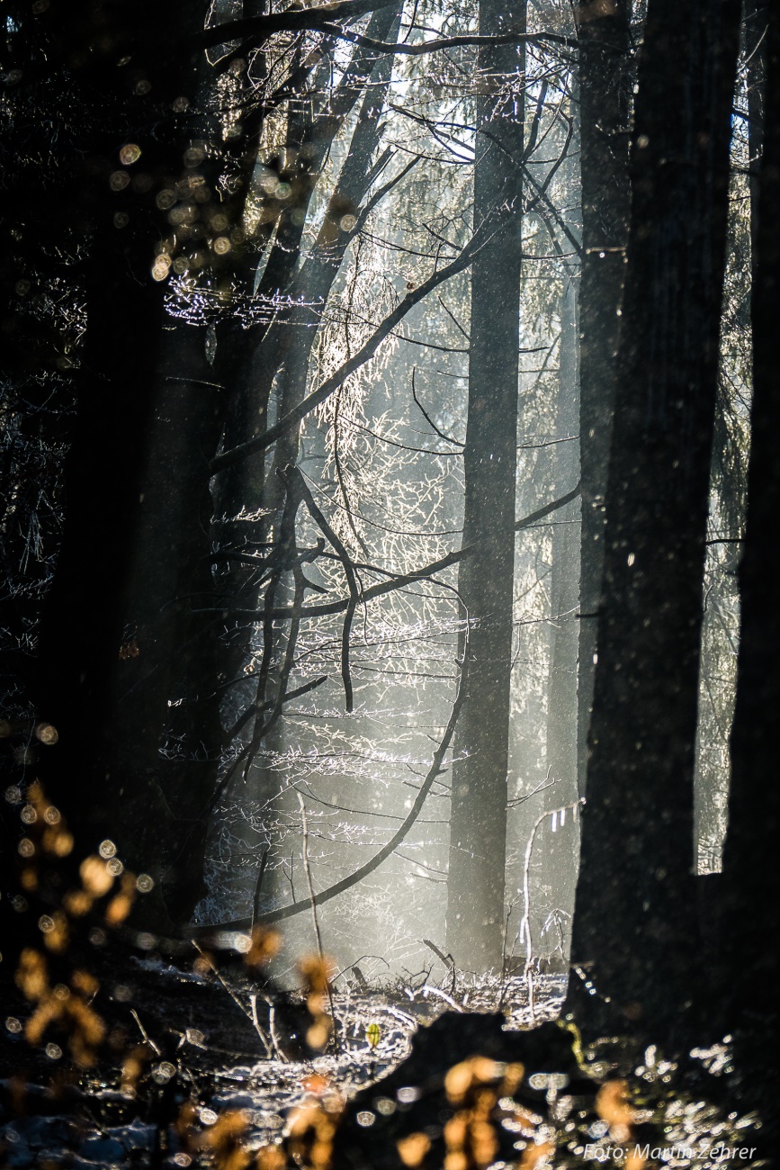 Foto: Martin Zehrer - Absolut verzaubernd... Winter-Wanderung durch den einmaligen Steinwald! 