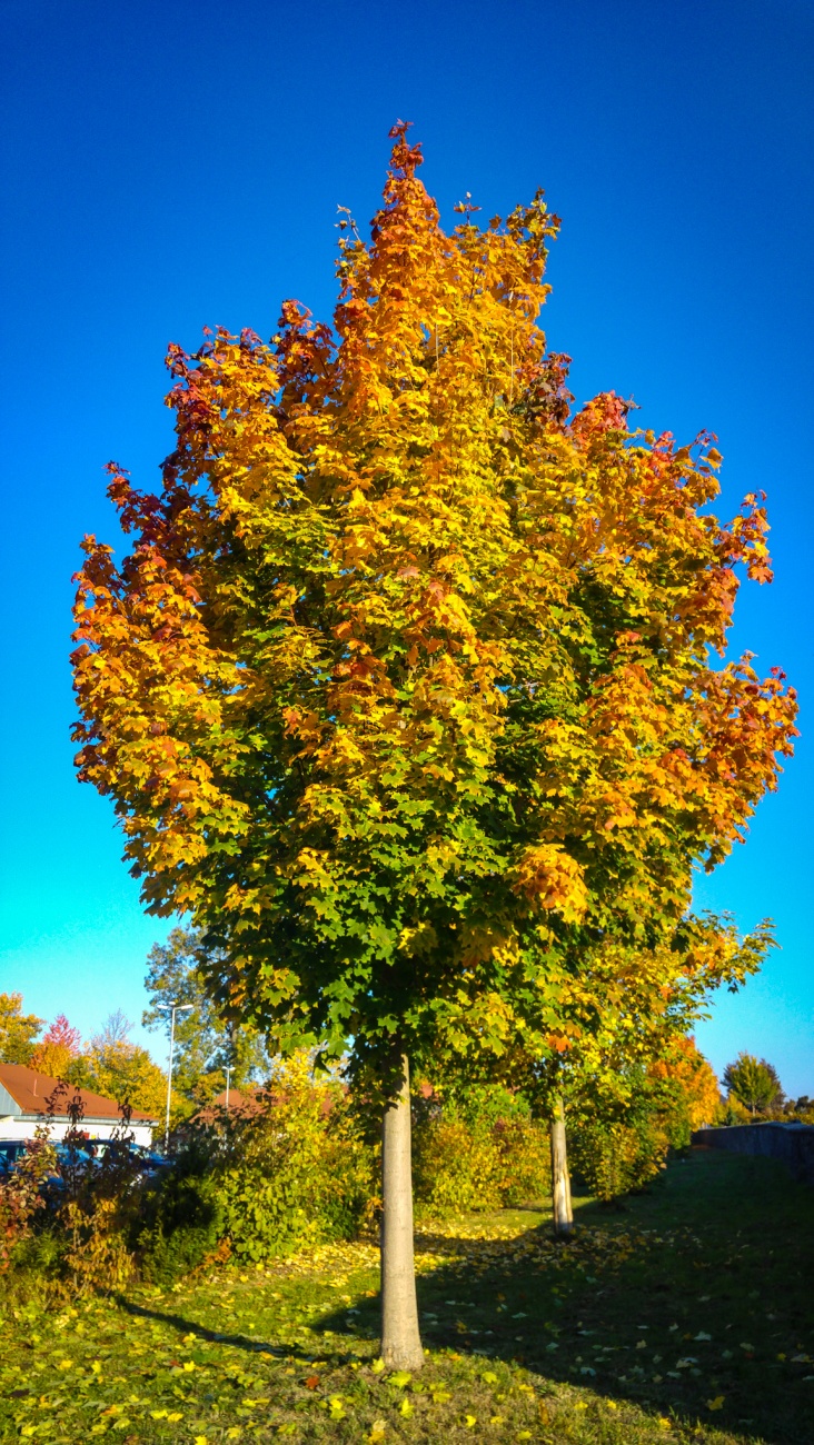 Foto: Martin Zehrer - Herbst 2018 - unfassbare Farben... 