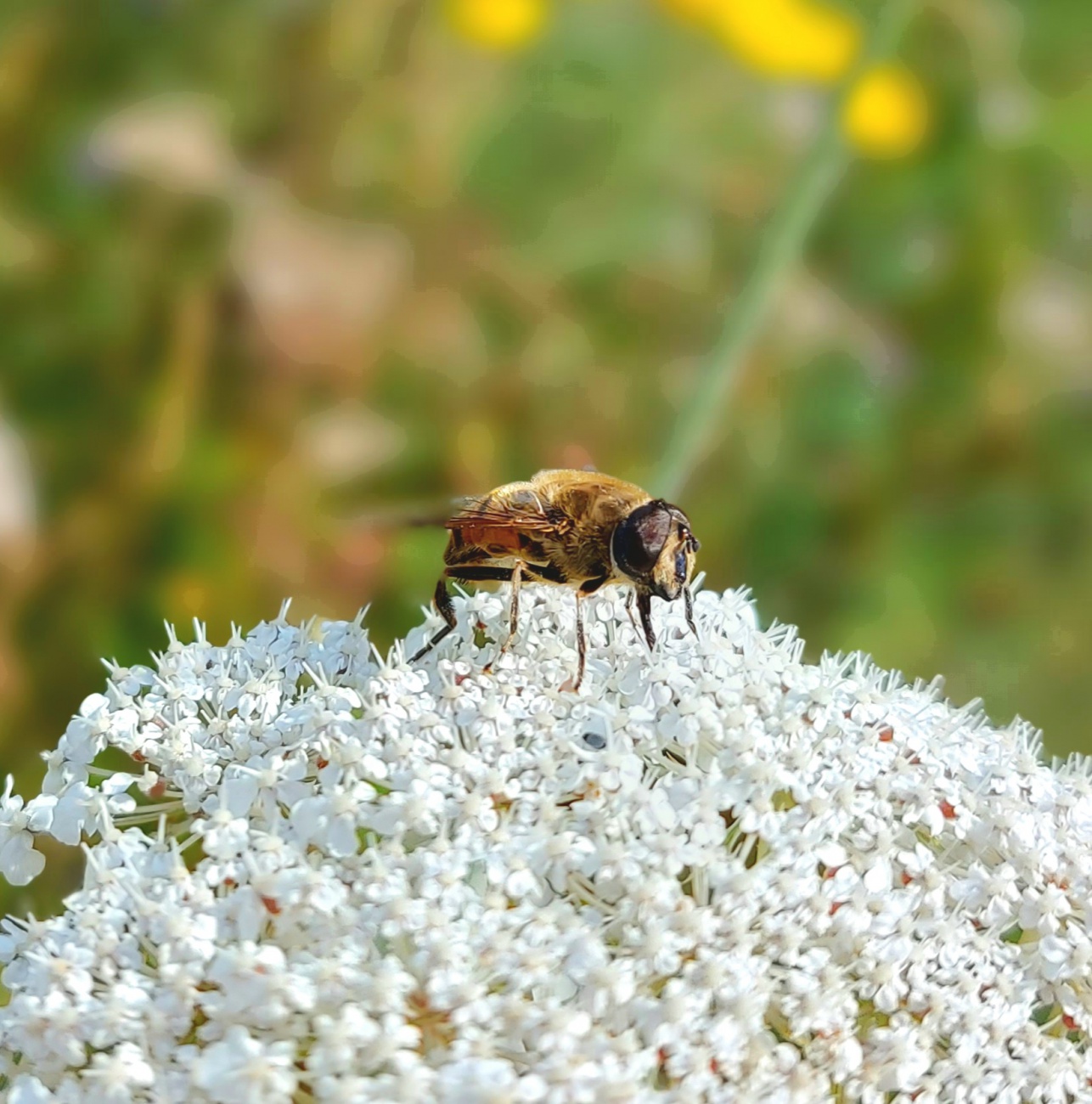 Foto: Martin Zehrer - Sommerfeeling... 