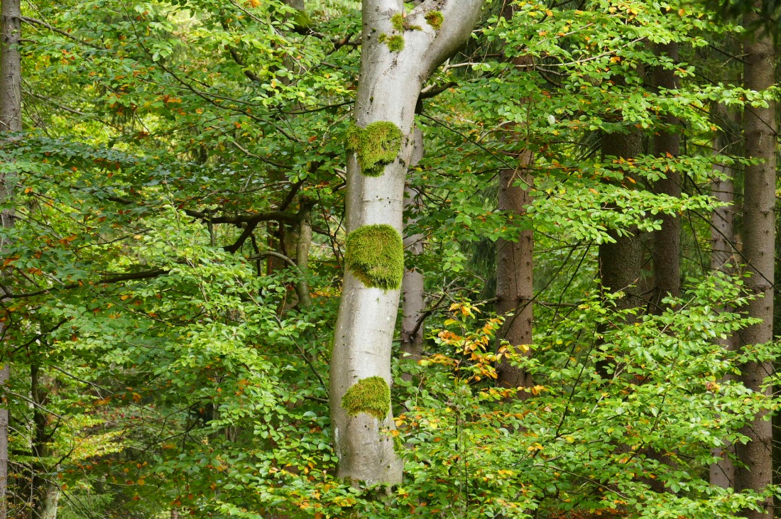 Foto: Martin Zehrer - Wandern im Steinwald<br />
<br />
Viele interessante Eindrücke... 