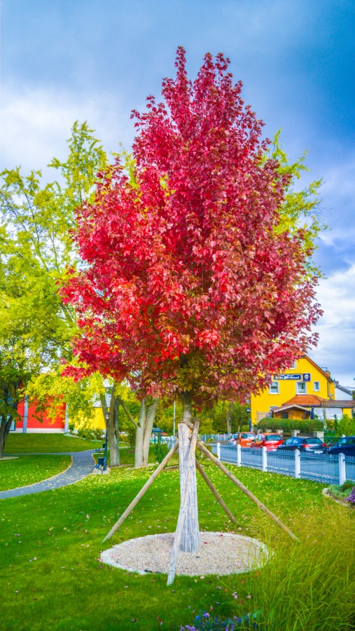 Foto: Martin Zehrer - Rot - gesehen im Park in Erbendorf 