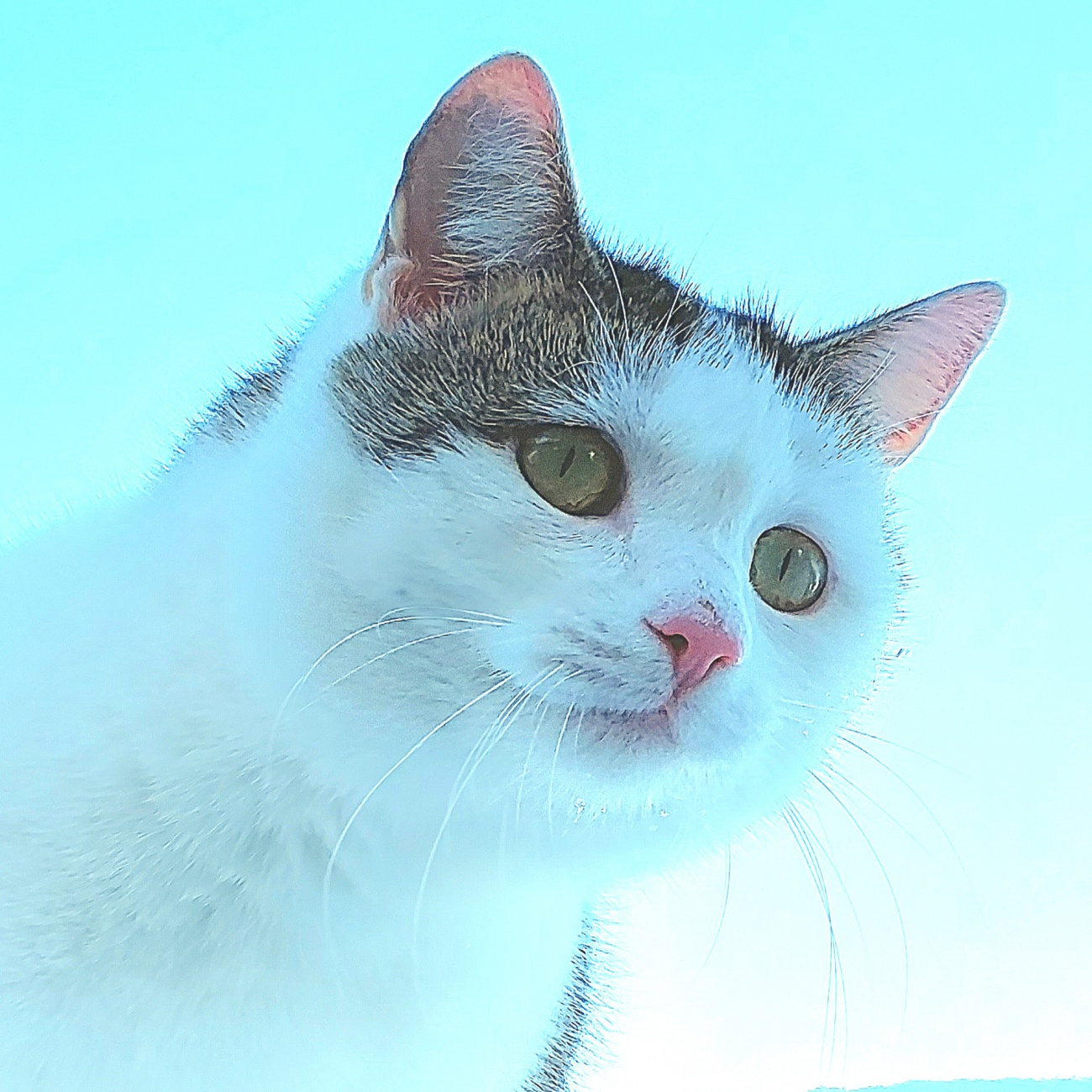 Foto: Martin Zehrer - Nette Katze in Kemnath! 