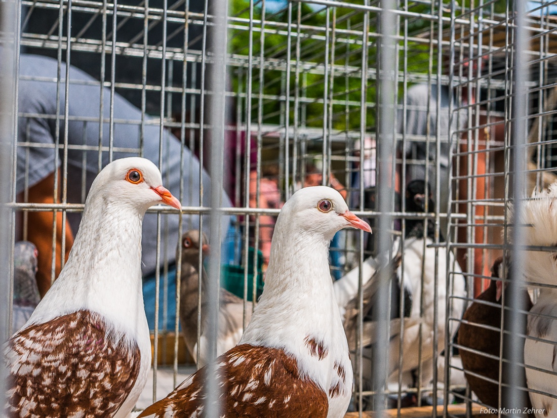 Foto: Martin Zehrer - Wunderschöne Tauben, gesehen auf dem kemnather Bauernmarkt am 10. Juni 2018. 
