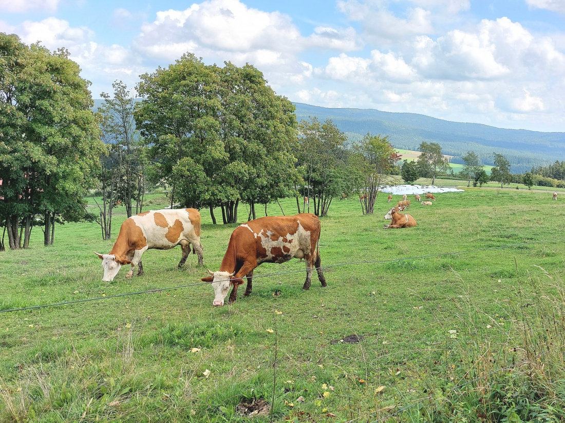 Foto: Martin Zehrer - Wetter ist nicht so toll, aber trotzdem schmeckts.<br />
<br />
Kühe am Armesberg.  