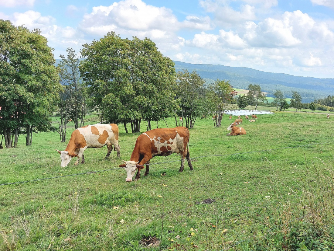 Foto: Martin Zehrer - Wetter ist nicht so toll, aber trotzdem schmeckts.<br />
<br />
Kühe am Armesberg.  