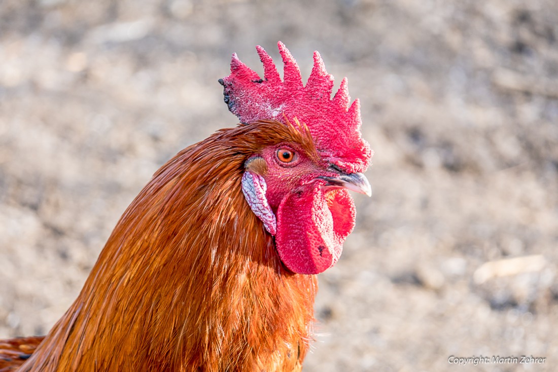 Foto: Martin Zehrer - Stolzer Hahn :-)<br />
<br />
Er regelt dass mit den Hühnern! 