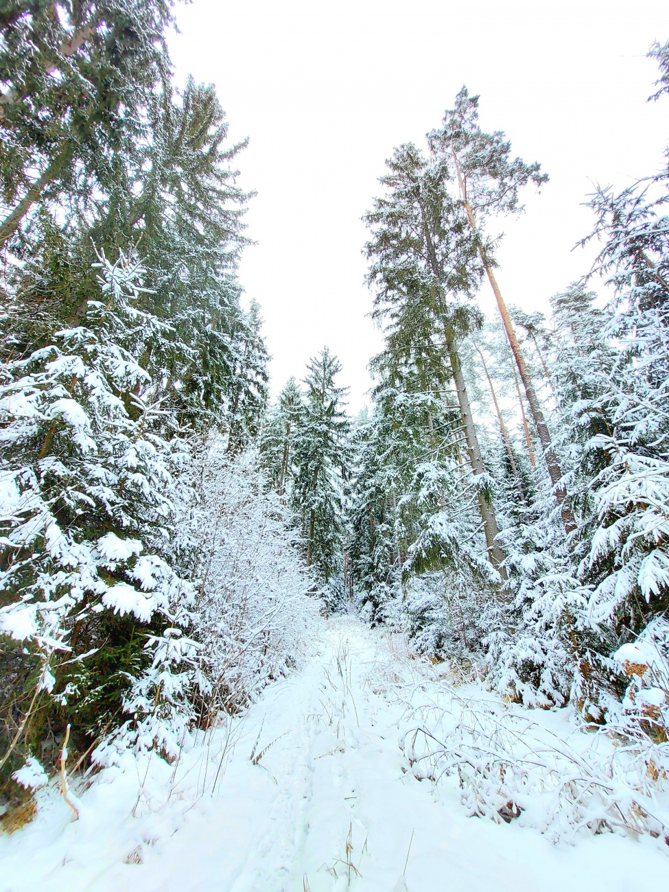 Foto: Martin Zehrer - Weihnachts-Wandern im Steinwald - überall Winter :-) 
