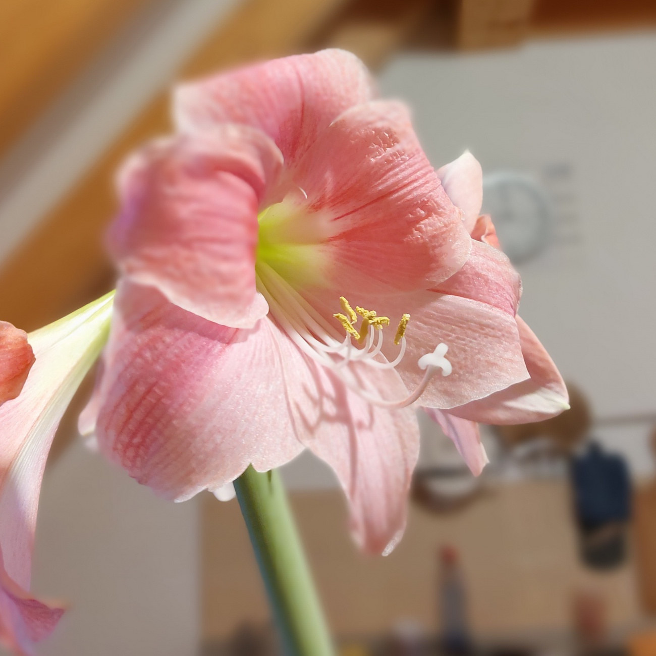 Foto: Martin Zehrer - Welch schöne Blüte...<br />
So schön wie das Geburtstagskind :-) 