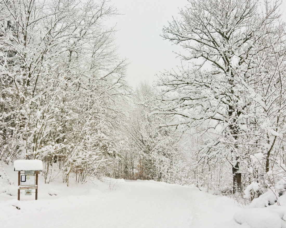 Foto: Jennifer Müller - Unterwegs am Steinwald... Die Bäume ächzen bereits unter der enormen Schneelast. 