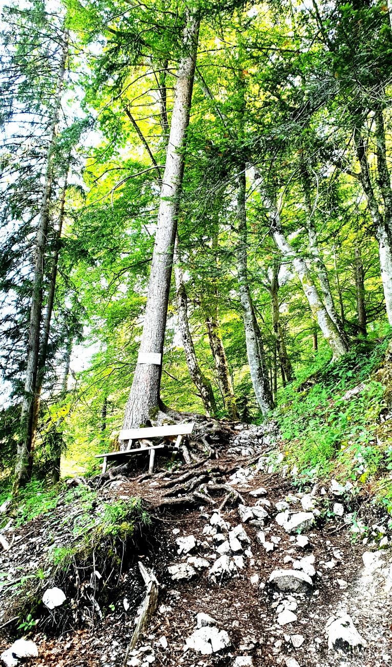 Foto: Martin Zehrer - Der Weg hoch zur Mittenwalder Hütte ist gesäumt mit Wurzeln und Steinen. 