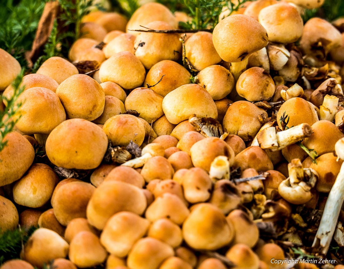 Foto: Martin Zehrer - Gesehen beim Herbstspaziergang: Ein Haufen von Schwammerln...  