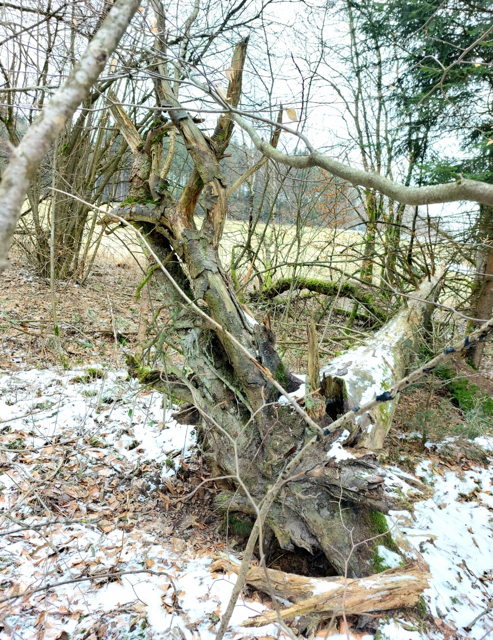 Foto: Martin Zehrer - Herrlich mit Jennifer Müller  :-) Wandern hoch zum Armesberg, oben drüber, hinten runter, einmal rund herum und wieder zurück :-) 