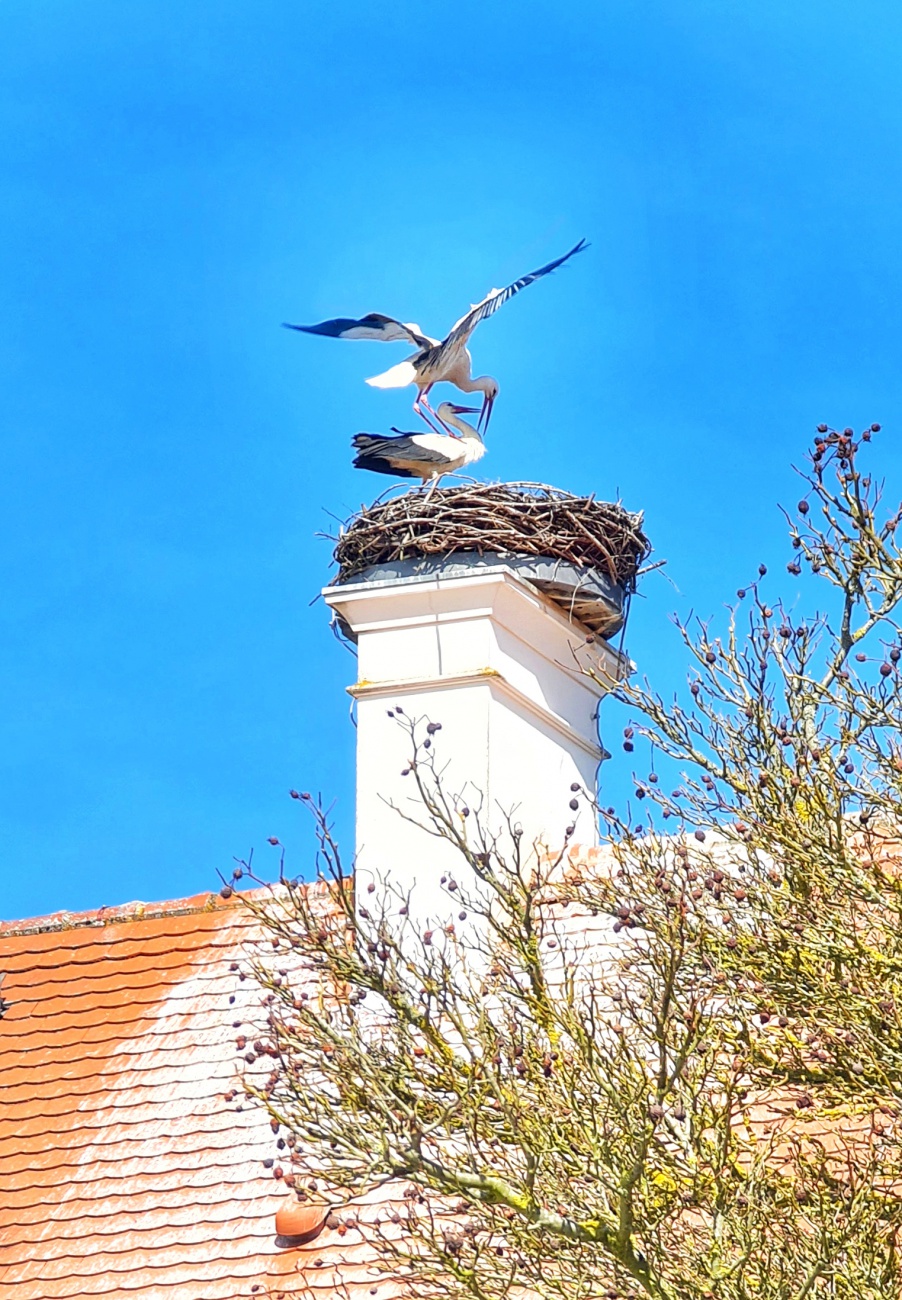Im Klosterdorf Speinshart haben am Ostermontag bei strahlendem Sonnenschein die zwei wunderschönen Störche schon Frühlingsgefühle  ;-)