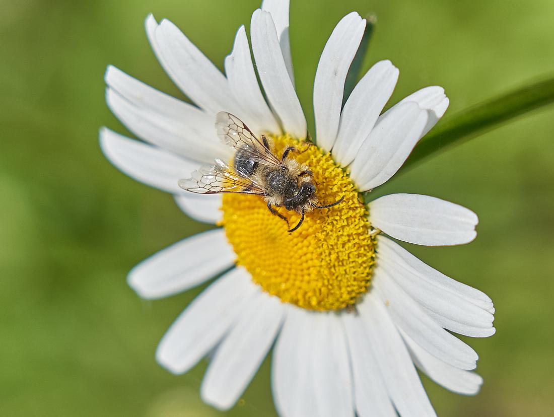 Foto: Martin Zehrer - 30. Mai 2019 - Oben, auf dem Armesberg... ;-)  