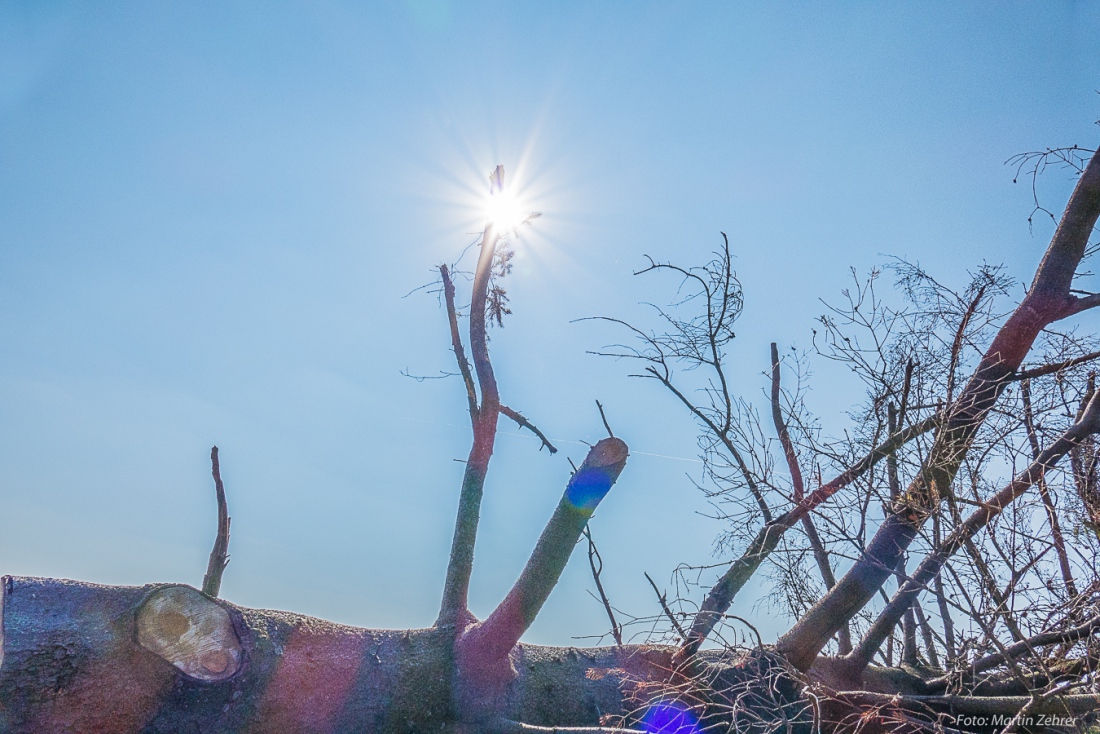 Foto: Martin Zehrer - Magisch überstrahlt...<br />
<br />
Samstag, 23. März 2019 - Entdecke den Armesberg!<br />
<br />
Das Wetter war einmalig. Angenehme Wärme, strahlende Sonne, die Feldlerchen flattern schreie 