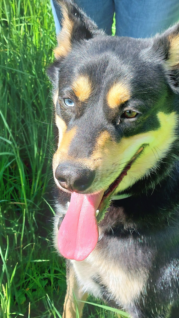 Foto: Martin Zehrer - --- VITO sucht sein Für-Immer-Zuhause! ---<br />
<br />
Rasse: Vermutlich Australian Kelpie<br />
Name: VITO<br />
Alter: Ca. 2-3 Jahre<br />
Fundort: Nähe der Sternwarte Tirschenreuth<br />
<br />
Magisch 