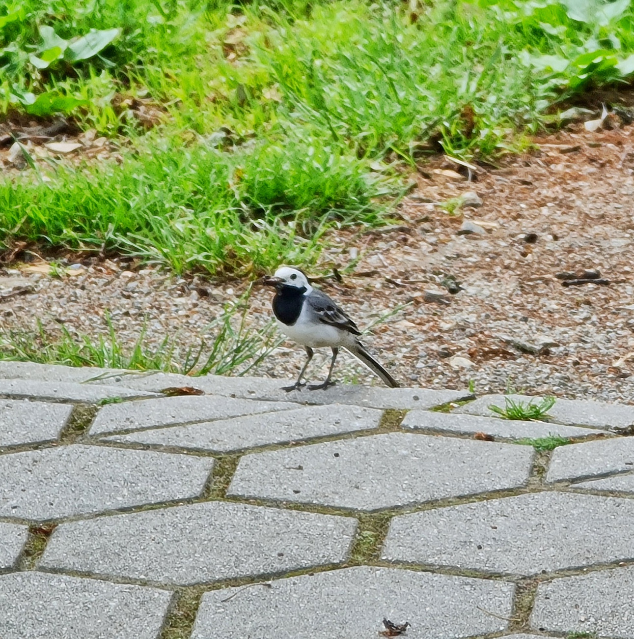 Foto: Martin Zehrer - Eine kleine Bachstelze beobachtet uns neugierig beim Mittagessen;-) 