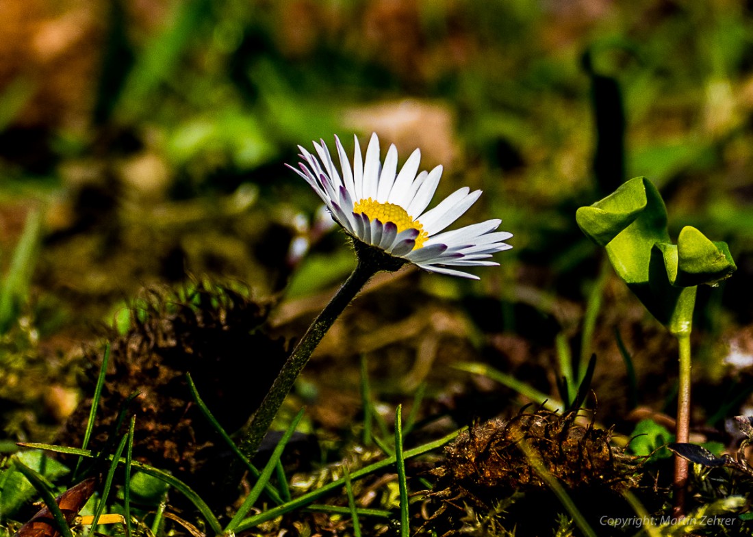 Foto: Martin Zehrer - Frühling auf dem Armesberg. Erste Hummeln fliegen durch die Gegend. Schmetterlinge lassen sich entdecken. Grüne kleine Pflanzen drücken mit aller Kraft durch das Herbstla 