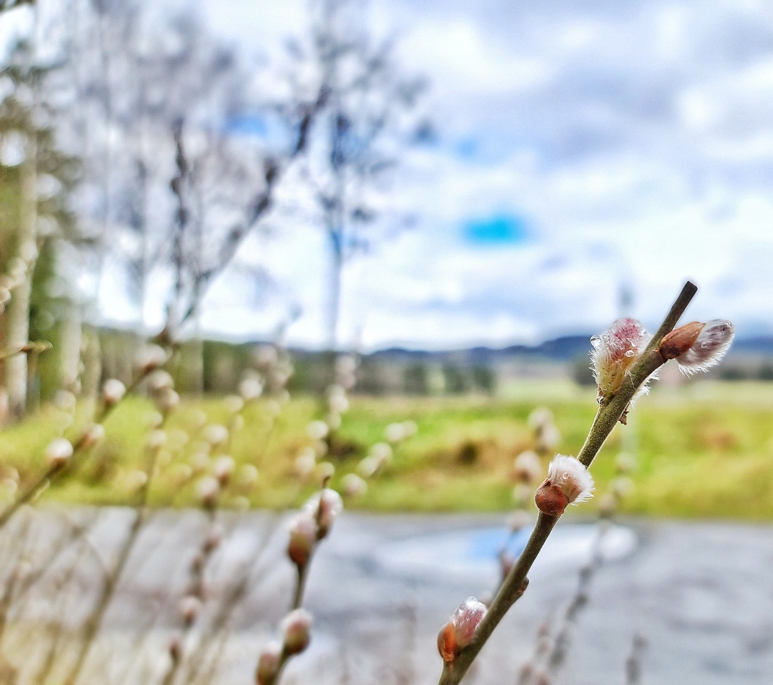 Foto: Jennifer Müller - Frühling... was brauchts der Worte mehr... :-) 