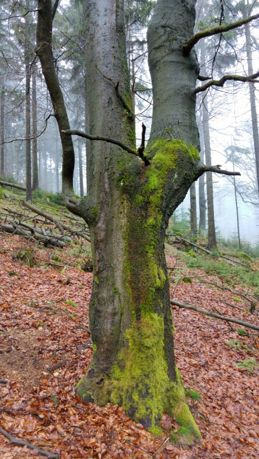 Foto: Martin Zehrer - Baum-Riesen im Steinwald 