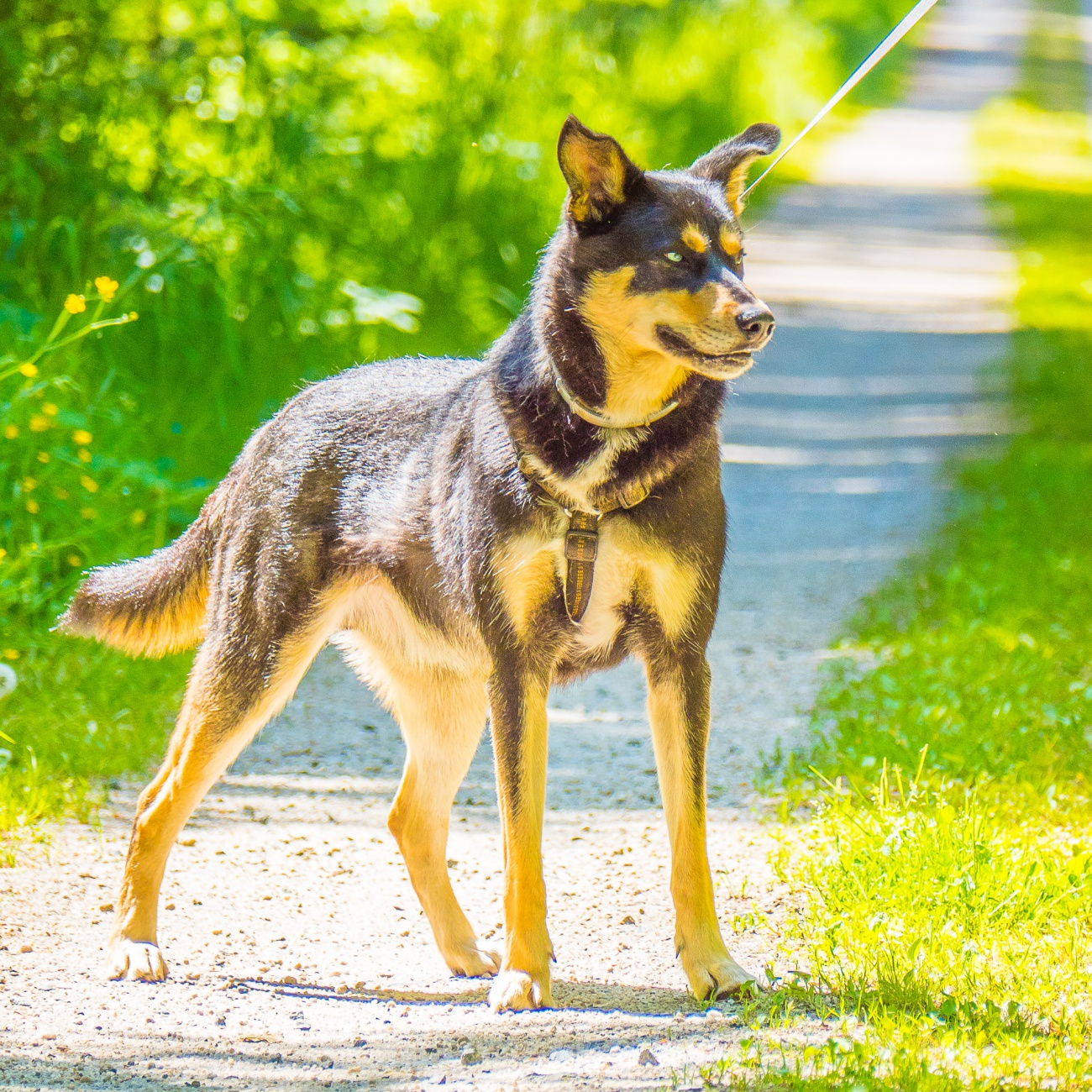Foto: Martin Zehrer - --- VITO sucht sein Für-Immer-Zuhause! ---<br />
<br />
Rasse: Vermutlich Australian Kelpie<br />
Name: VITO<br />
Alter: Ca. 2-3 Jahre<br />
Fundort: Nähe der Sternwarte Tirschenreuth<br />
<br />
Magisch 