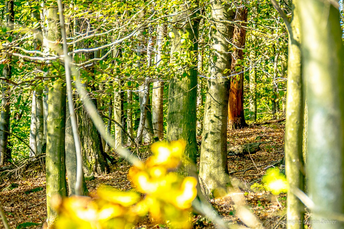 Foto: Martin Zehrer - Herbstwanderung um den Armesberg - Es gibt Menschen, die sehen den Wald vor lauter Bäumen nicht ;-) 