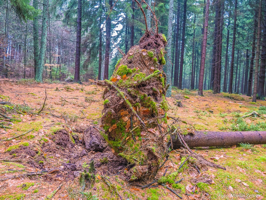 Foto: Martin Zehrer - Umgefallener Baum im Wald am Fichtelsee. Scheinbar hat der starke Wind der letzten Tage hier zuviel geblasen.<br />
Gut zu erkennen ist aber, wie hier das Wurzelwerk im Boden  