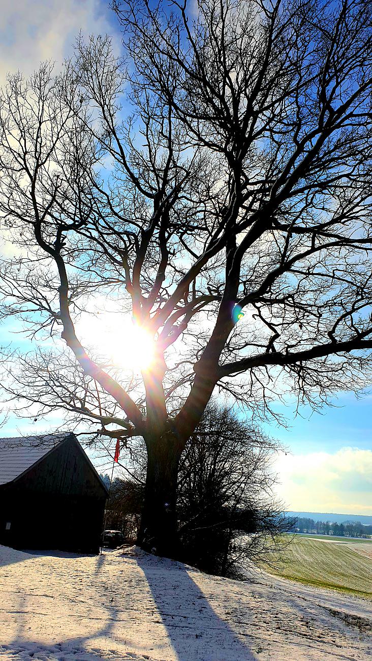 Foto: Martin Zehrer - Ein Baum wie ein Riese. Bei einem Spaziergang rundum Kirchenpingarten stießen wir auf diesen gigantischen Baum am Ortsrand. Die Sonne flutet durch das Geäst. So geht das  
