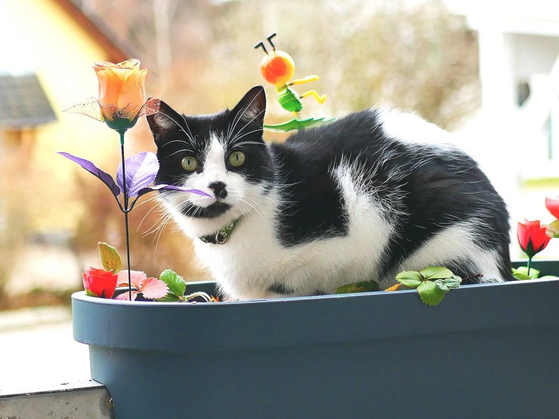 Foto: Martin Zehrer - Wenn Maxi, die liebe Nachbars-Katze vorbeikommt und es sich im Blumentopf gemütlich macht.  