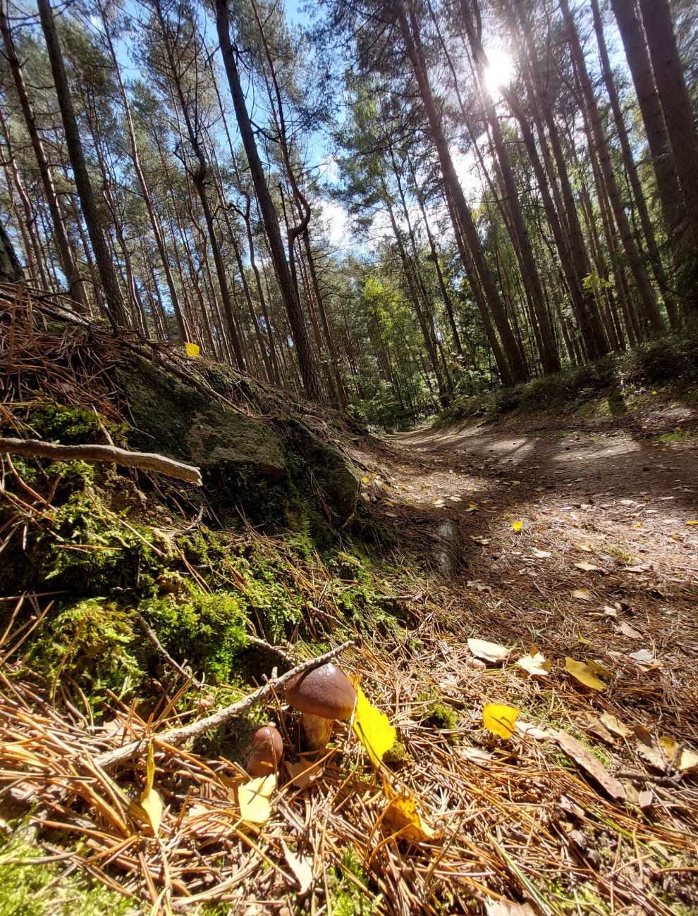 Foto: Martin Zehrer - Im Wald, voller Entdeckungen ;-) 