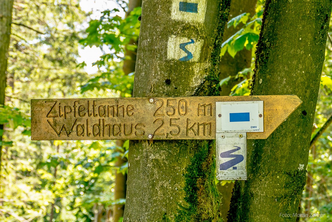 Foto: Martin Zehrer - Wandern im Steinwald - zur Zipfeltanne und zum Waldhaus gehts hier entlang. Ein schöner Wander-Waldweg wartet auf die Wanderer. 