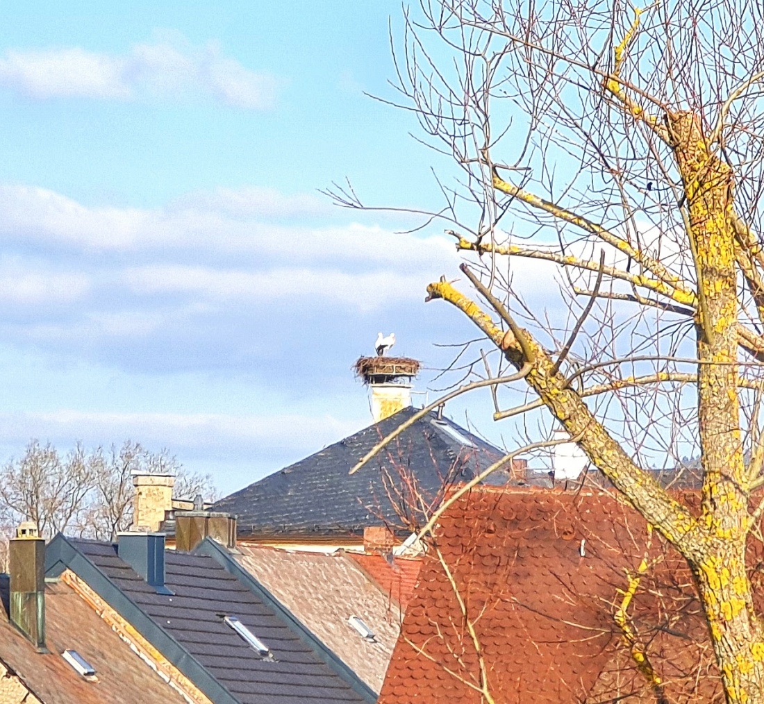 Foto: Jennifer Müller - Letzten Sonntag kam Herr Storch zurück nach Kemnath. Eifrig und unermütlich baute er am Nest, das sich hoch oben auf dem ehemaligen Amtsgericht befindet, und richtete es  