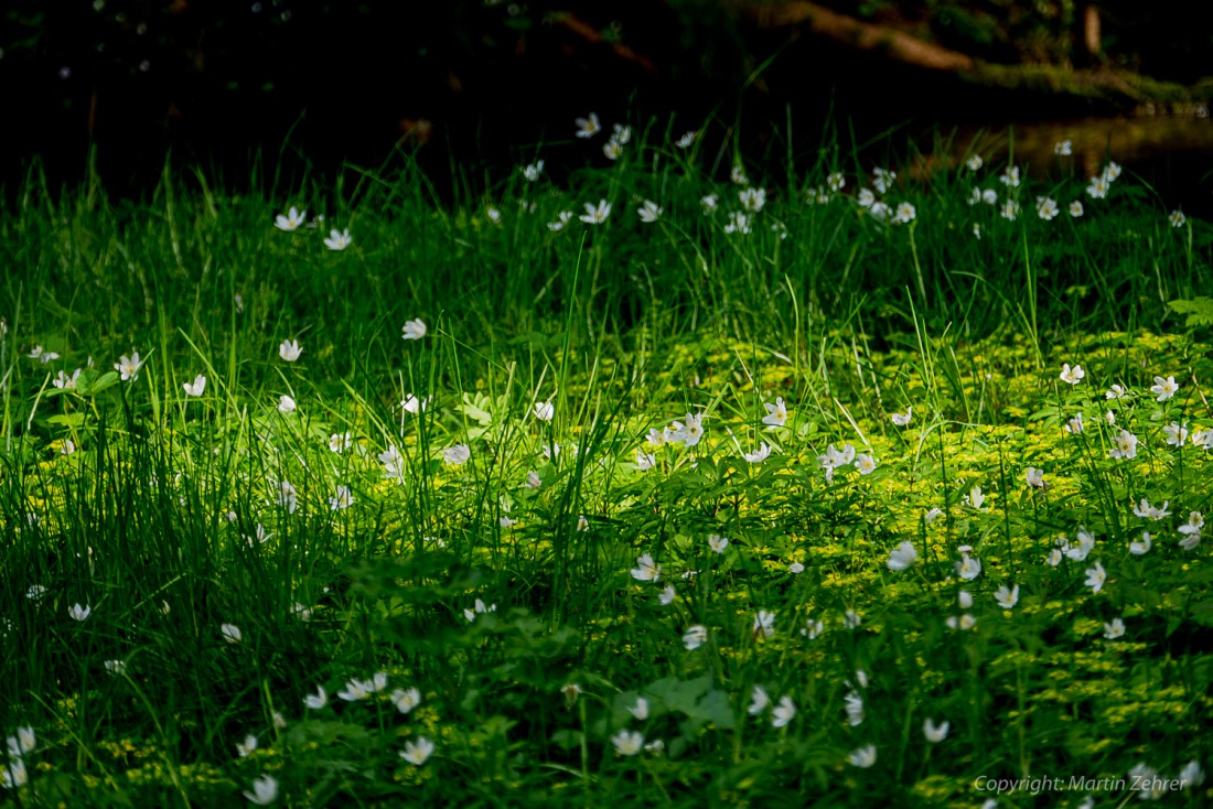 Foto: Martin Zehrer - Blumenteppich am Waldesrand... Entdeckt Nähe Godas am Fuße des Steinwaldes. Gigantische Farben beim Wandern sehen... 