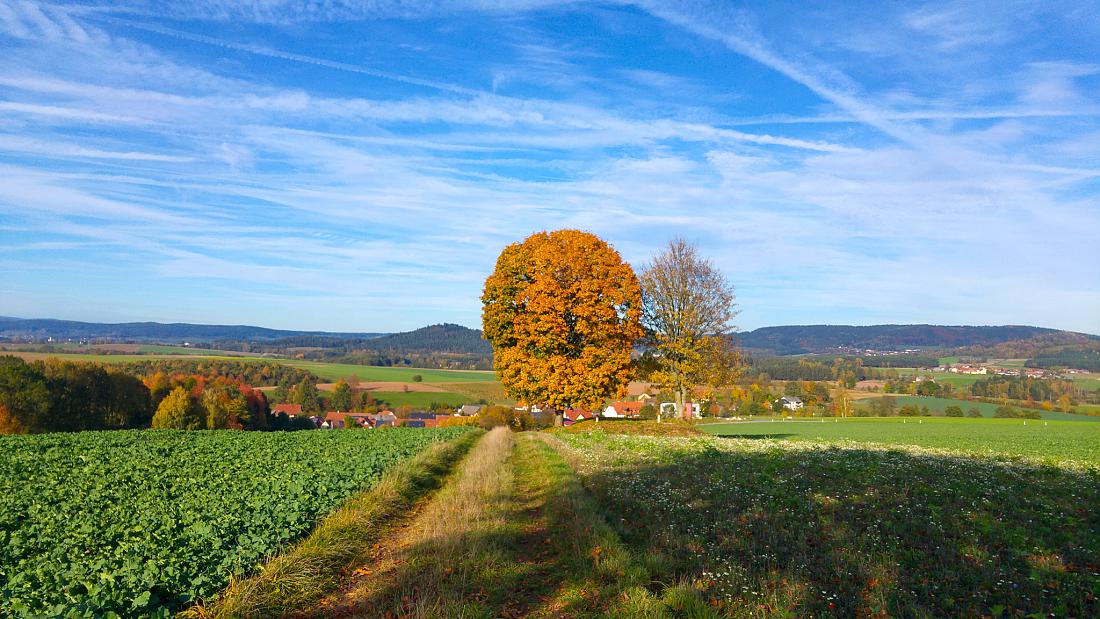 Foto: Martin Zehrer - Über Reuth bei Löschwitz... Herbst-Baum! 