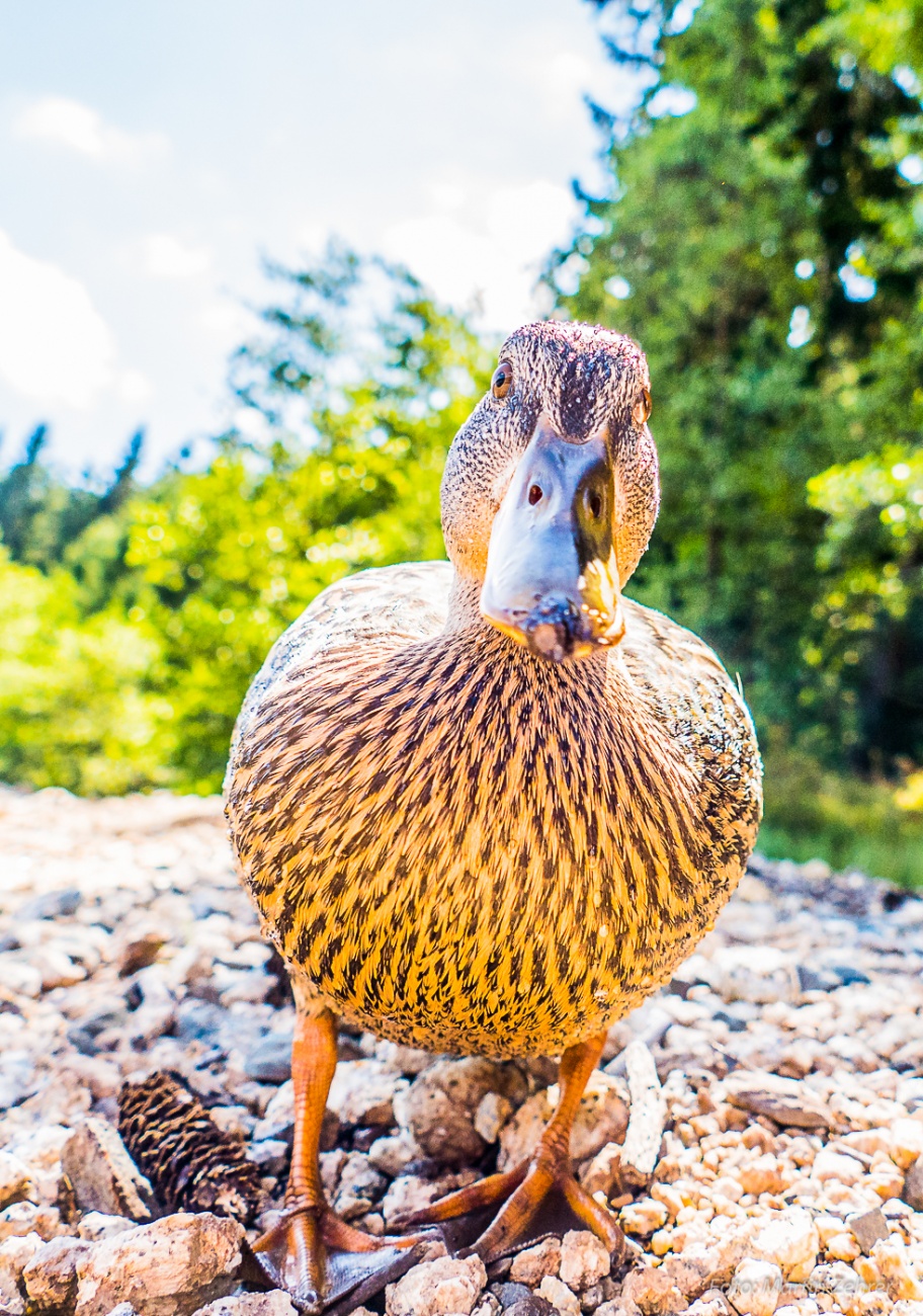 Foto: Martin Zehrer - Neugierige Ente am Fichtelsee... Schau mir in die Augen bzw. Linse ;-) 