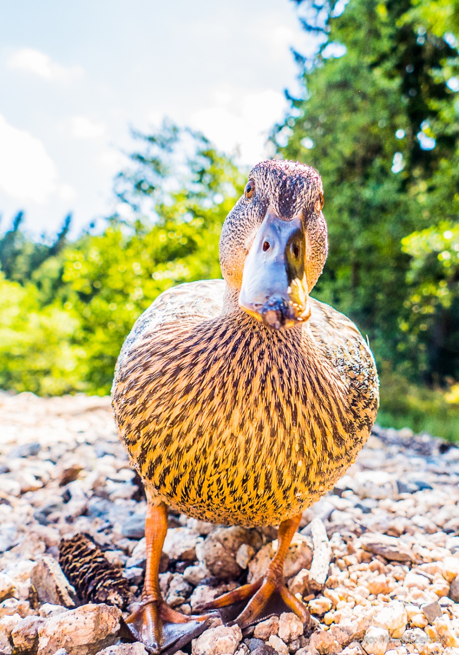 Foto: Martin Zehrer - Neugierige Ente am Fichtelsee... Schau mir in die Augen bzw. Linse ;-) 