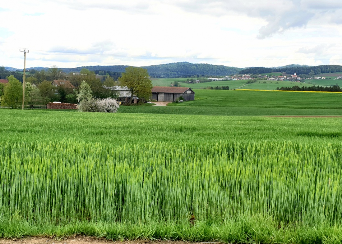 Foto: Martin Zehrer - Hier hat das Getreide doch schon gut an Höhe gewonnen...<br />
<br />
Zwischen Neunburg vorm Wald und Roding<br />
<br />
14. Mai 2021 