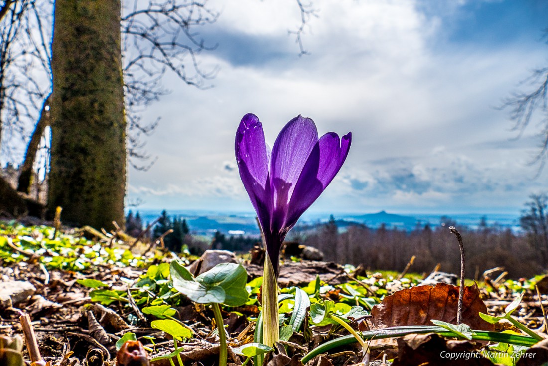 Foto: Martin Zehrer - Krokus auf dem Armesberg... Im Hintergrund ist der Rauhe-Kulm zu erkennen.<br />
Was für ein schöner Tag zum Wandern. Erst Oster-Essen im Gasthaus Fröhlich in Erdenweis und da 