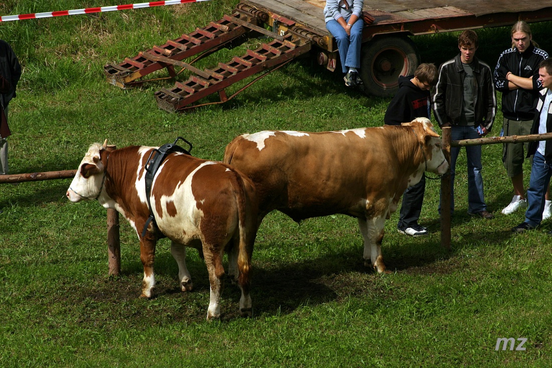 Foto: Thomas Zehrer - Vor dem Start... Adrian und Silvester, die beiden Haus-Ochsen vom Kaußler-Hof in Selbitz. Sie mußten sich mit 11 zugereisten Ochsen aus ganz Bayern beim Ochsenrennen mess 